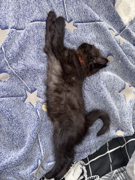 отдам котенка в добрые руки
