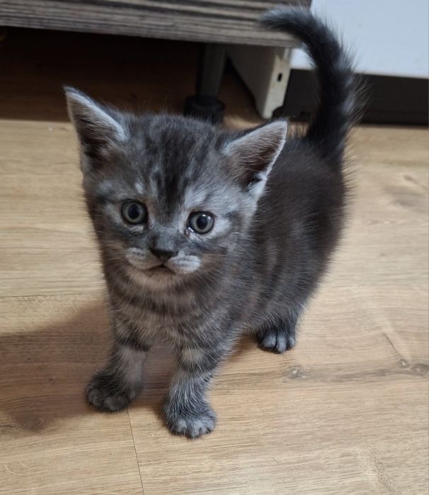 Котята британские