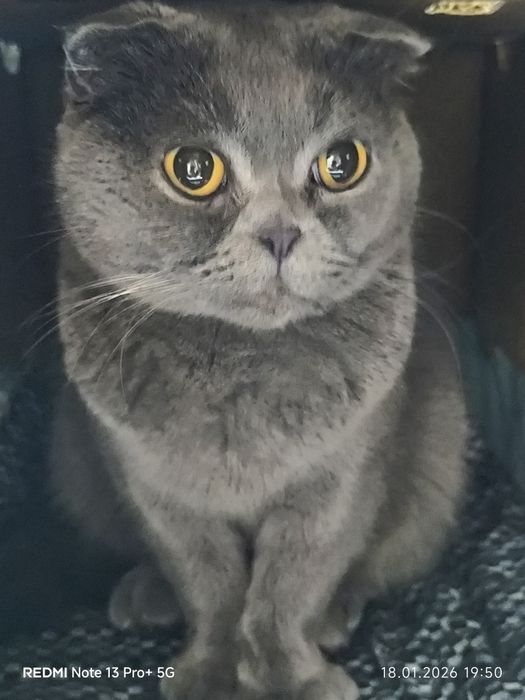 Зотлий Мушук! 1 ойлик беримений 200$