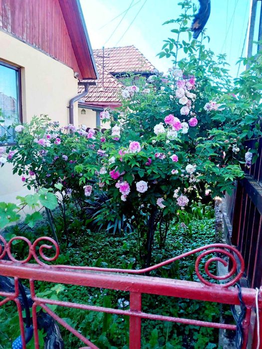 casa  in centrul satului CRACIUNESTI la 6 km de SIGHETU MARMATIEI