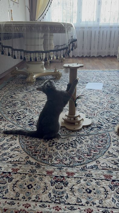 Кошка шотландский британец (метис).