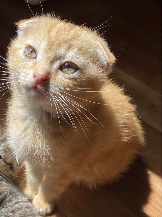 Скоттиш-фолд котята