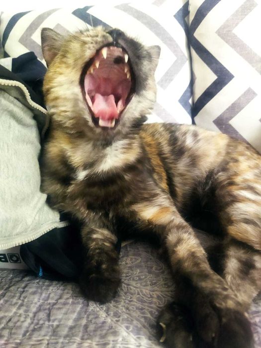 Миленькая кошечка