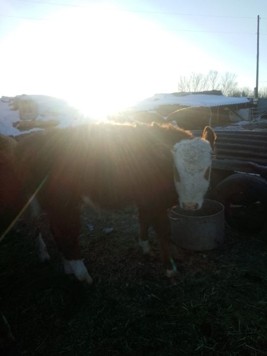 Бычок семитал напишите на ватцап