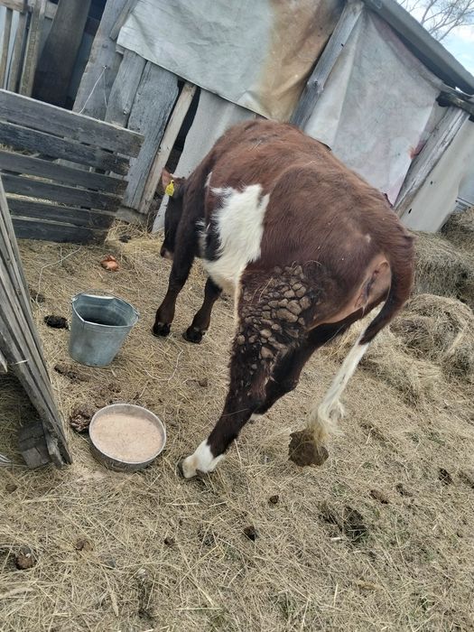 Продам телку. На мясо