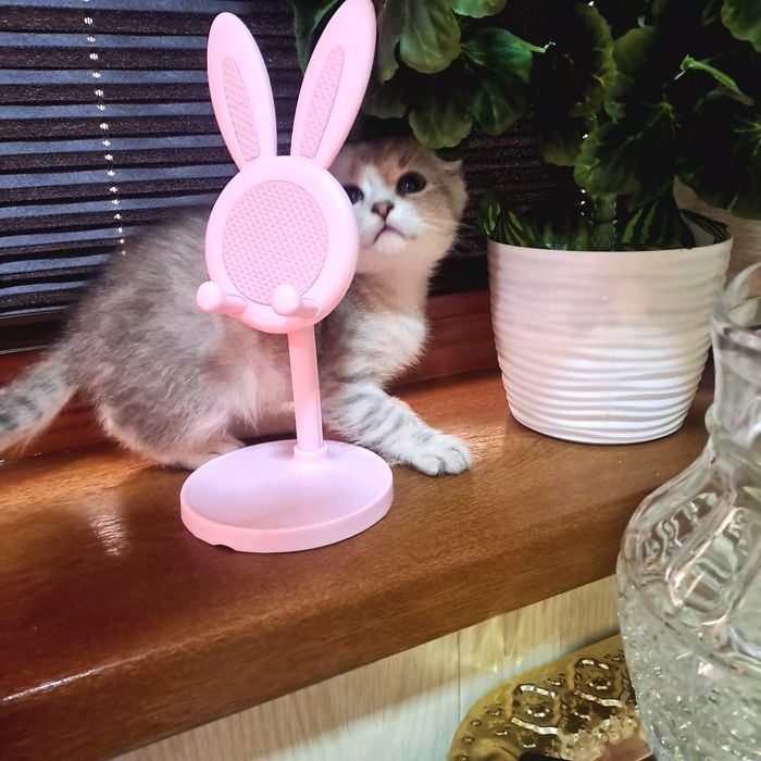 Серебристая шиншилла элит