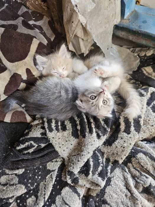 Котята в заботливые руки.