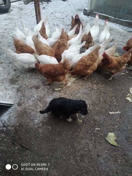 Отдадим щеночков в добрые руки