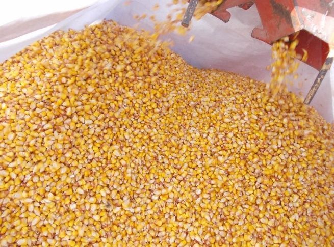 Batoza Desfacatoare Sfarmatoare Batut Porumb LIVRARE GRATUITA