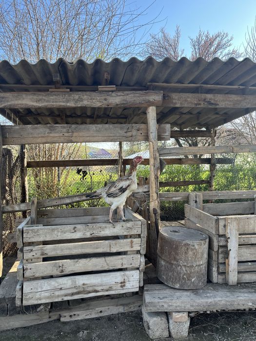 дакан мекен тулячка