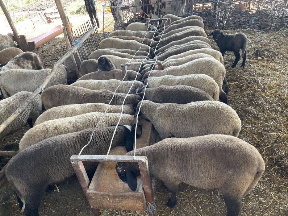 Vând miei de Paște pentru sacrificare sau de prăsilă