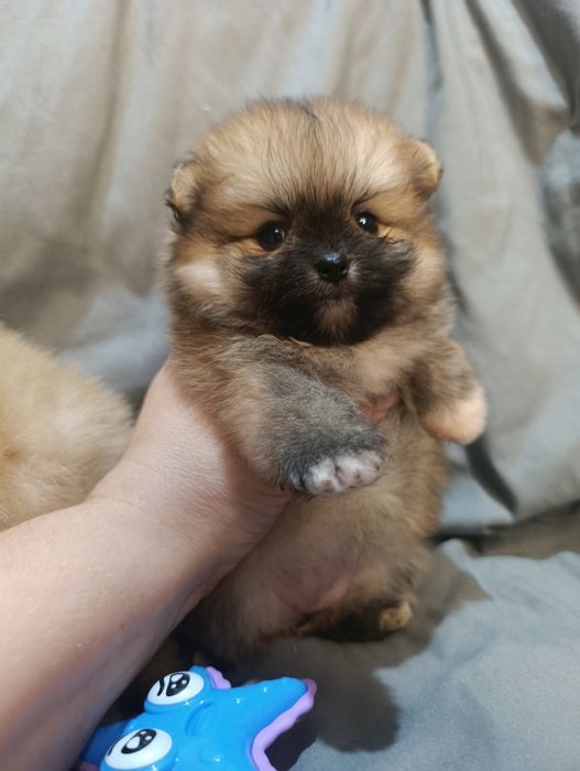 Щенки шпица мини