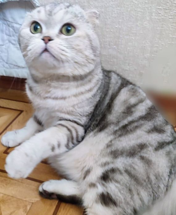 Шотландский вислоухий кот. Вязка