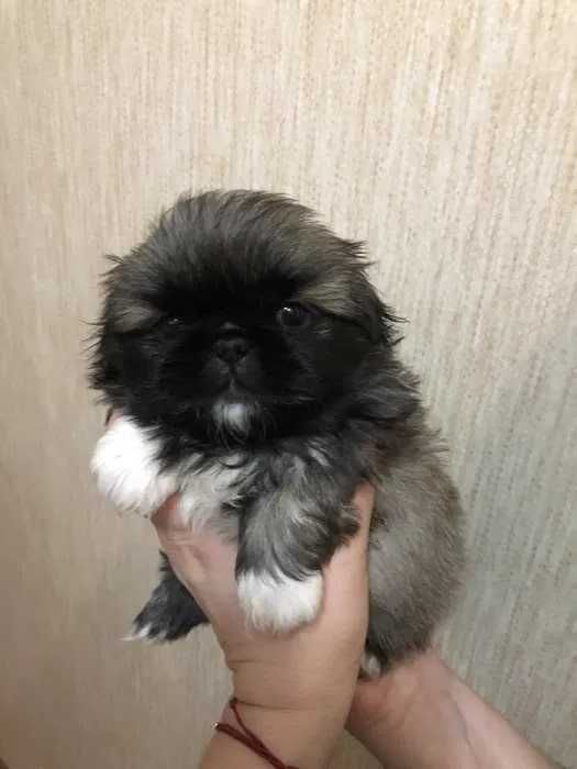 Продам элитных щенков породы «Пекинес»