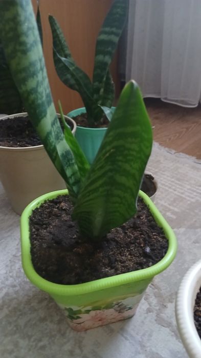 Цветы в горшках почти даром.