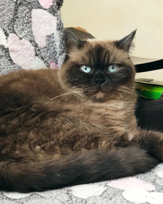 Шотландская девочка с документами  WCF