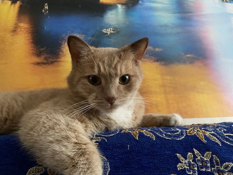 Пропал кот по кличке «Симба».