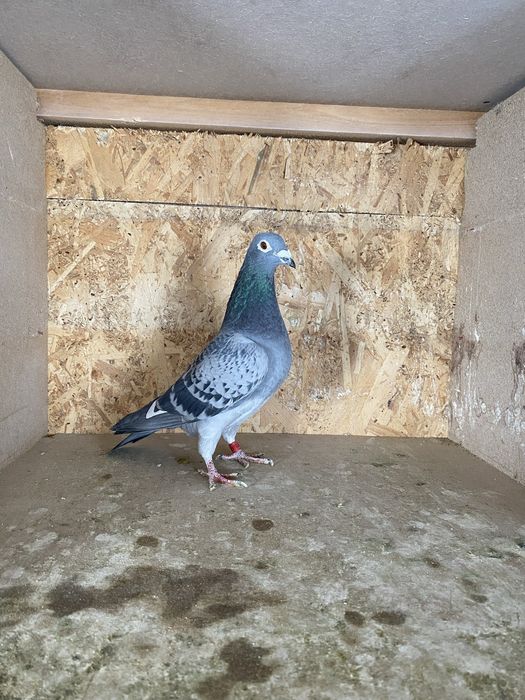 Vand porumbei de maraton