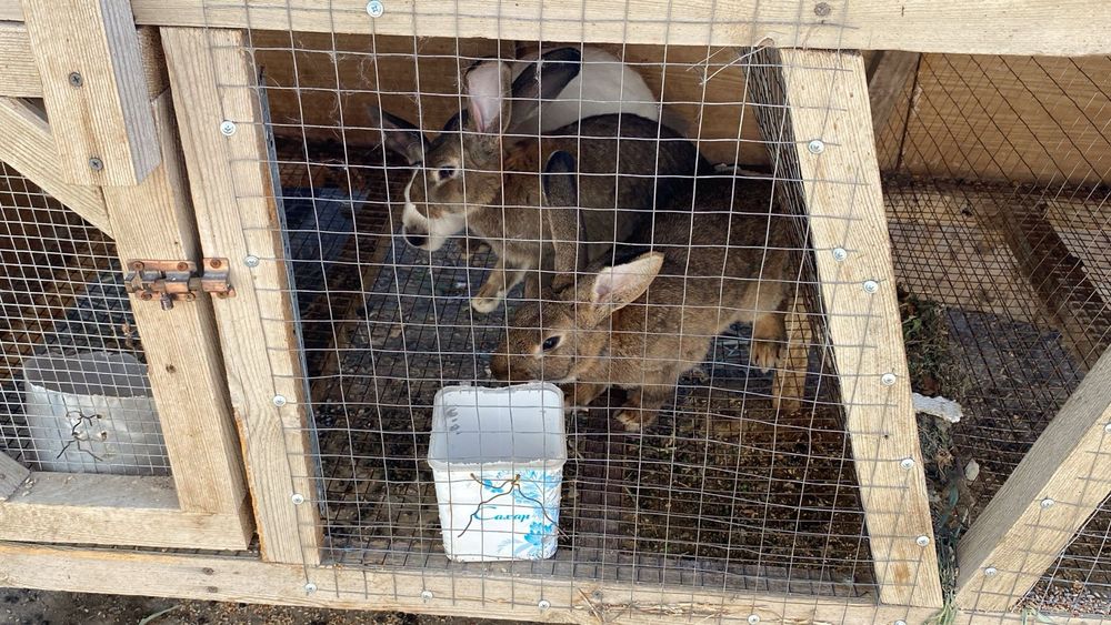 Қоян ұясымен сатылады