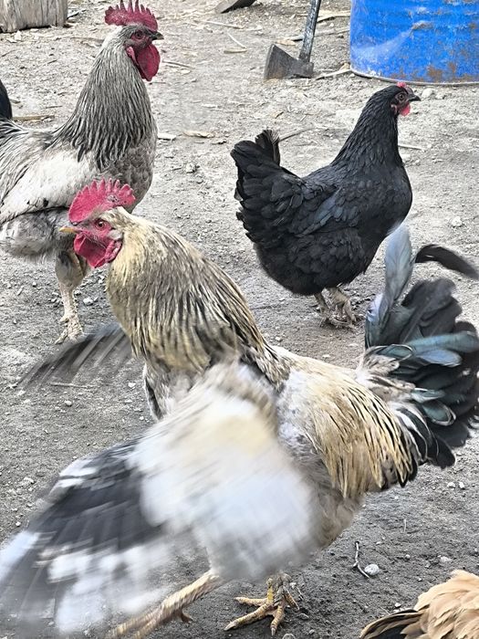 Домашние петухи продается