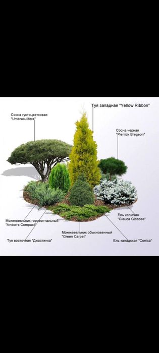 Archa va daraxtlarni dorilash xizmati