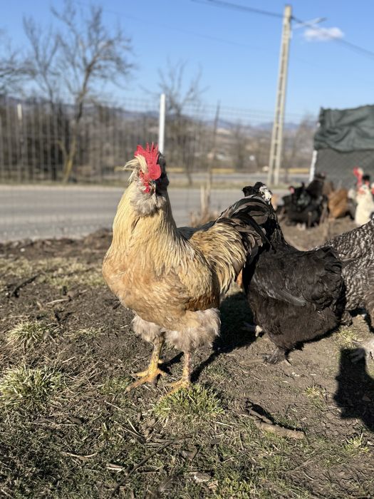 Vand gaini si cocosi motati incaltati barbosi golasi