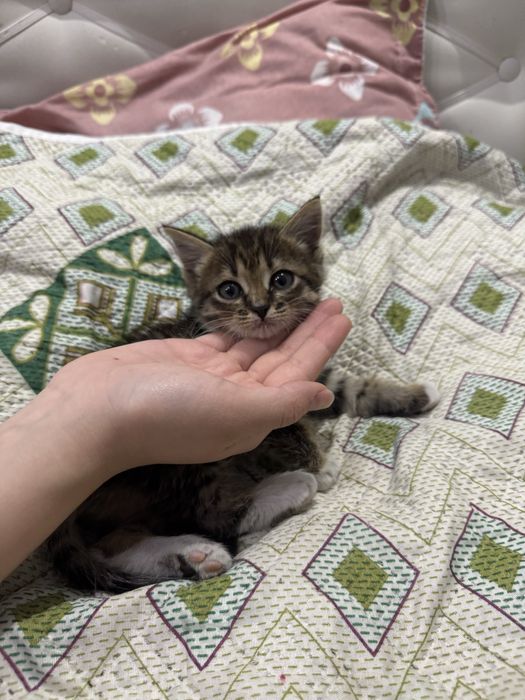 Кошка Семей бесплатно