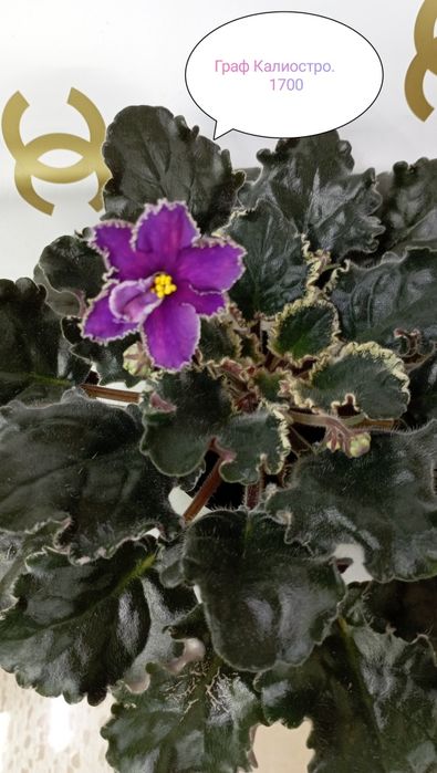 Продам сортовые фиалки и детки