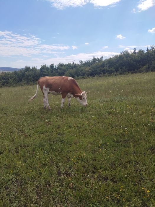 Vind juninci gestante de 5 ,6,7 luni in jud Mureș inf la tel