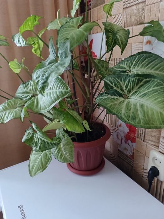 Продам цветы разные