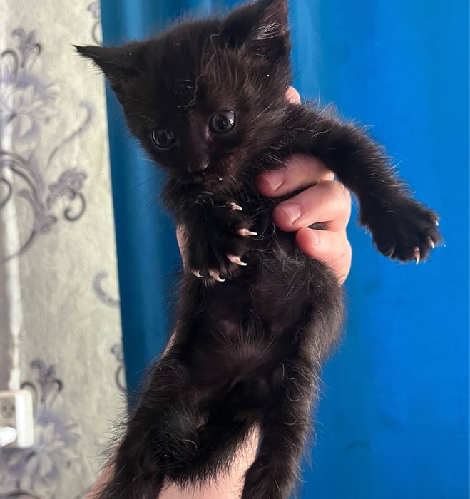 Отдам котят бесплатно черные
