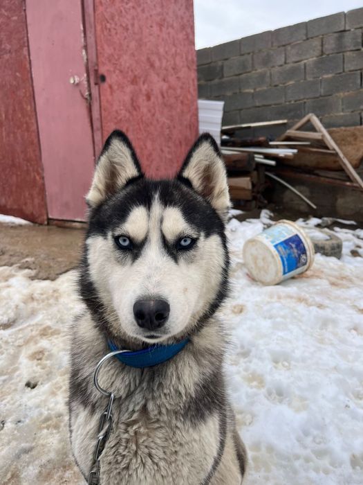 хаски Баласы Сатылады Хаски