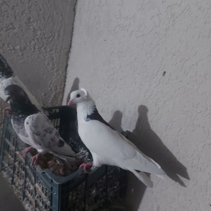 Чернашейк самец лет игра тяга канкретна