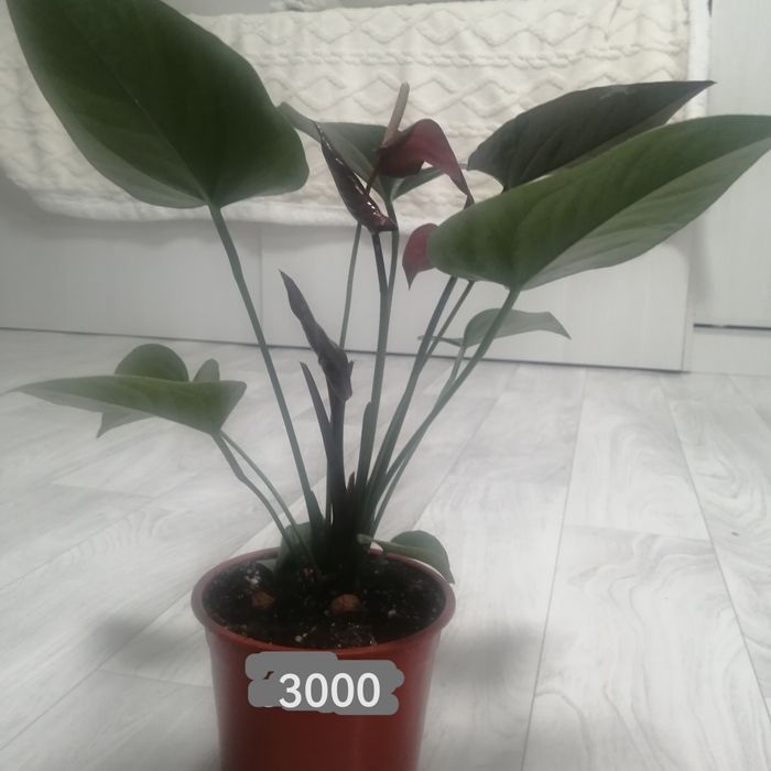 Продам комнатные цветы