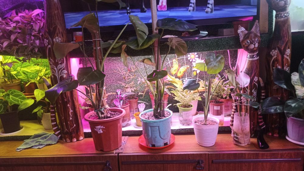 Монстера деликатес