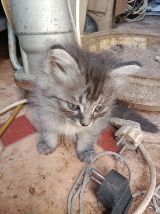 Котята котята котята !