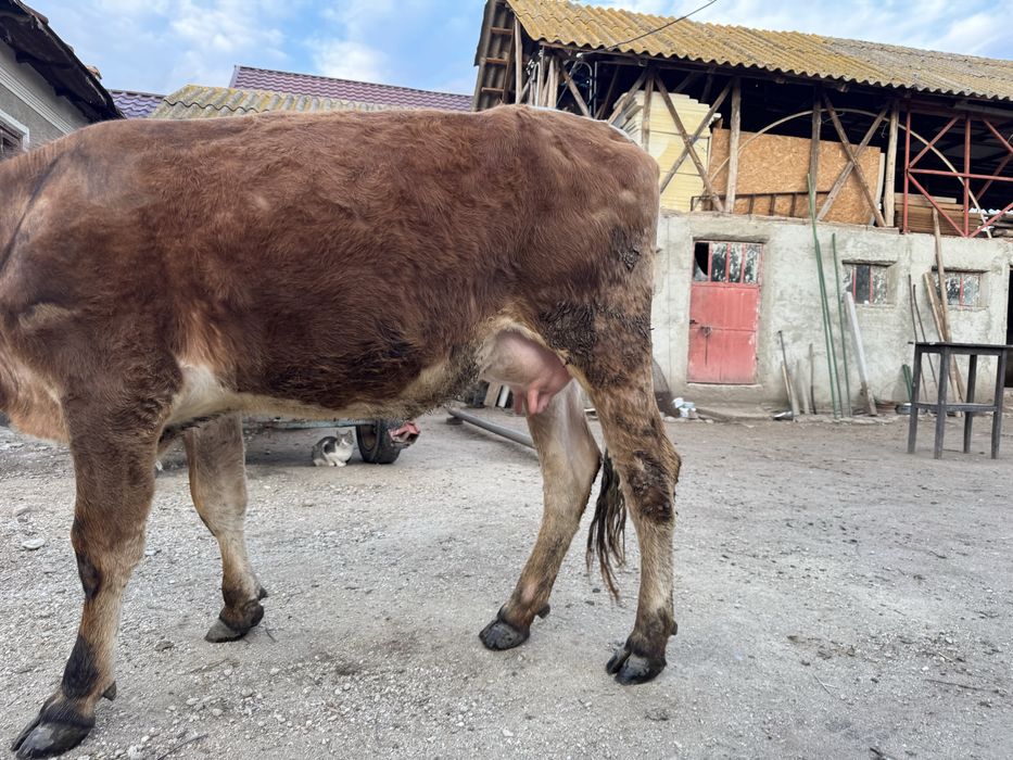 Baltata romaneasca Vaca