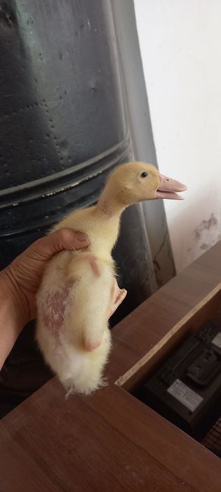 Индюшата Гусята Утята Продам срочно