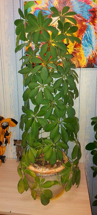 Шеффлера. Комнатное растение.