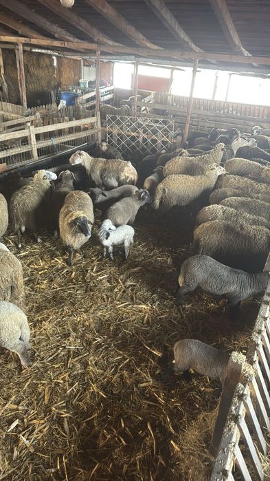 Oii cu miei langa ele