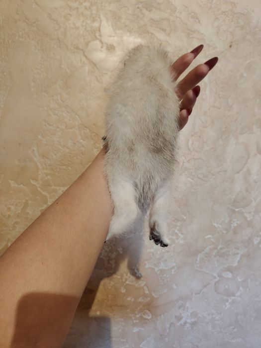 Алматы Шиншиллы Серебро