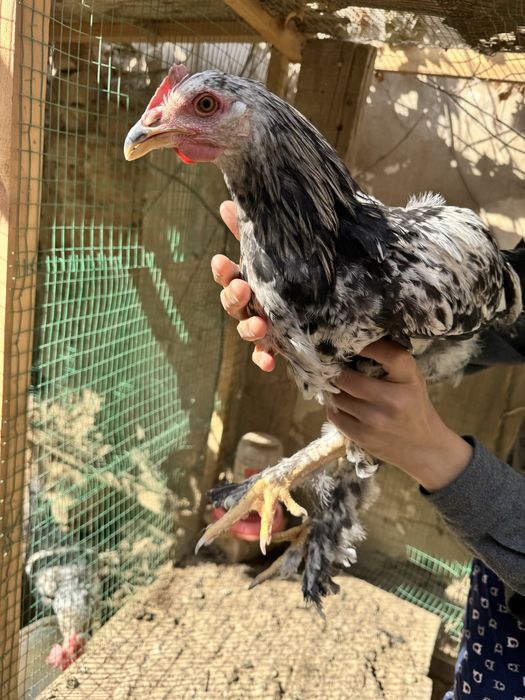 Брама хурозлар - хашаки товуклари сотилади