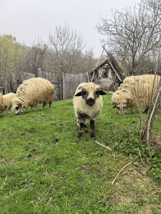 Oi și miei de vânzare