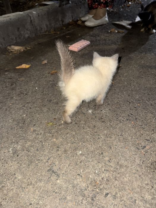 Белый котенок ищет любящий дом