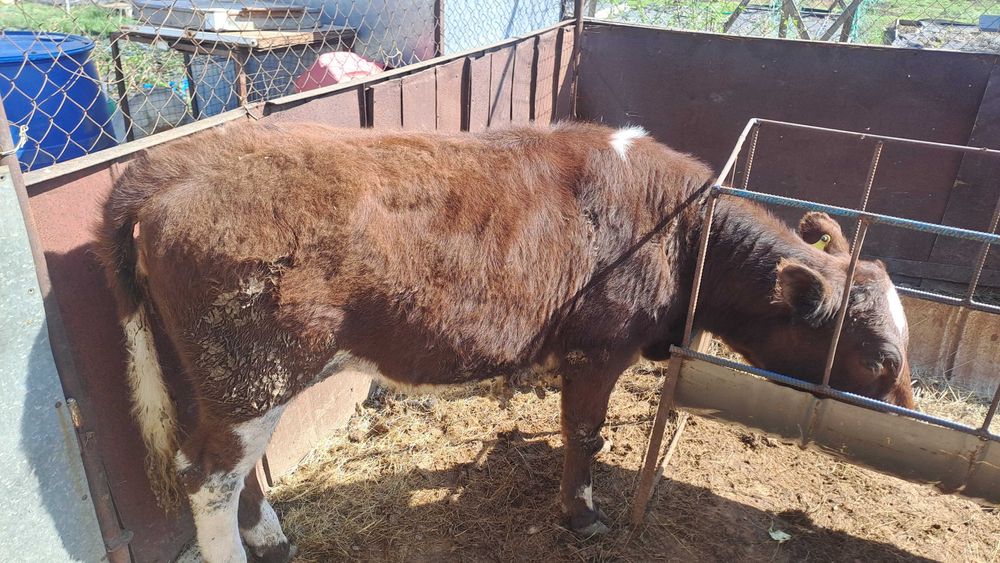 Семіз екі бас қашар сатылады , жемде тұр