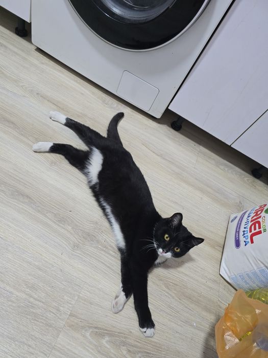 Кот, 8 месяцев, безвозмездно