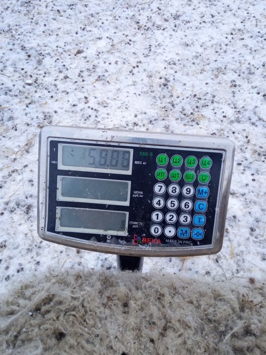 Қой Бараны тоқты