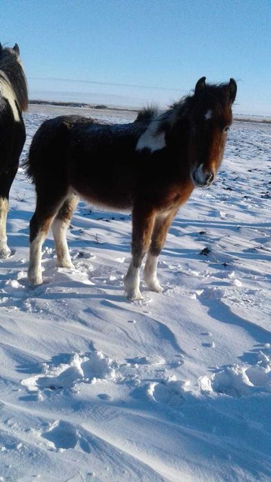 Продам Жеребчика