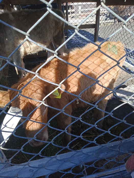 Продаются белоголовые телки 10мес