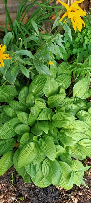 Продам хосту и другое